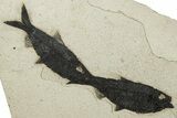 Two Detailed Fossil Fish (Knightia) - Wyoming #203222-3